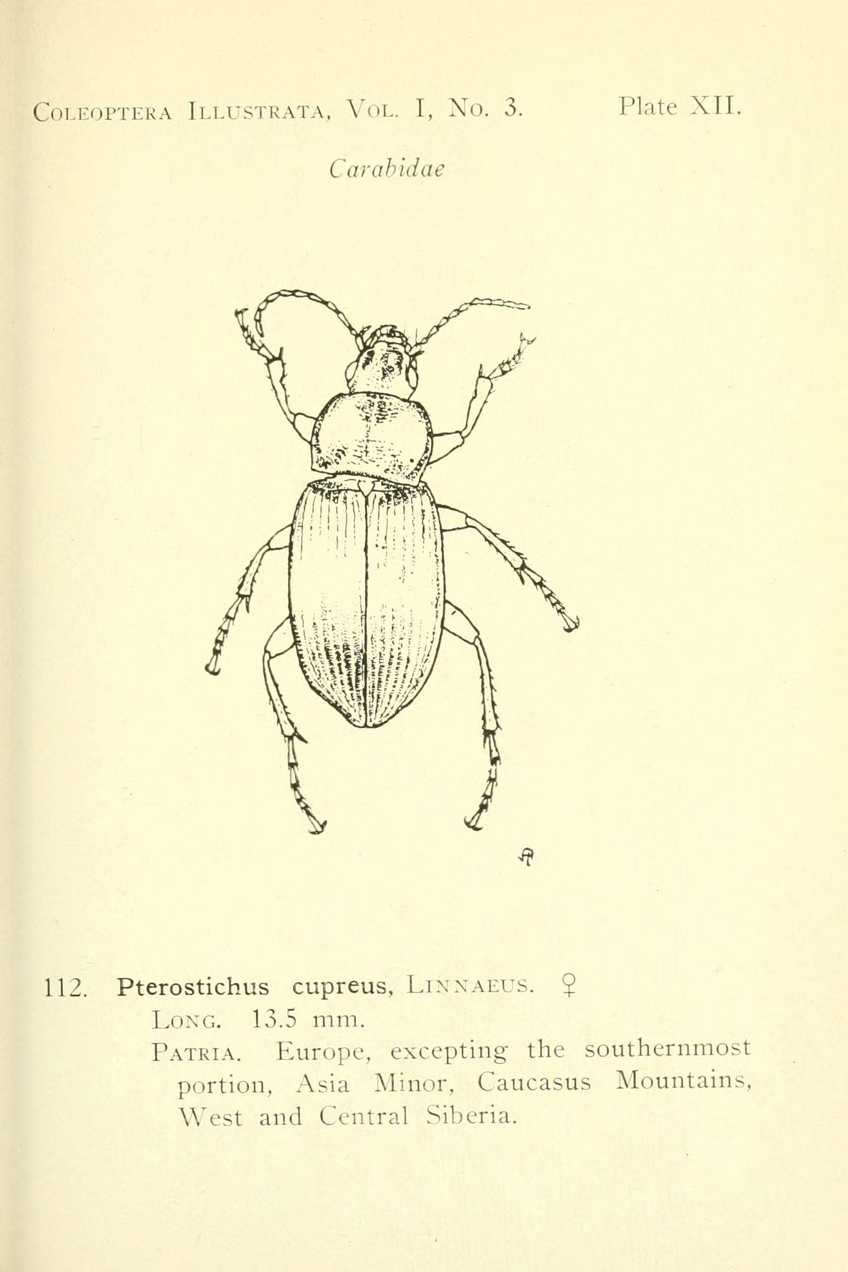 Image of Poecilus (Poecilus) cupreus (Linnaeus 1758)