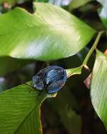 صورة Cyrtonota cyanea (Linnaeus 1758)