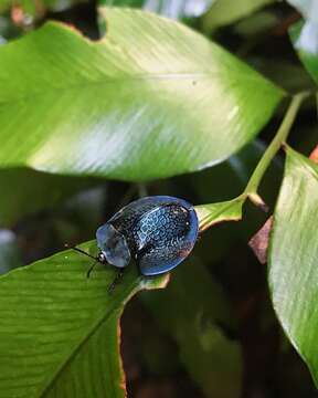 صورة Cyrtonota cyanea (Linnaeus 1758)