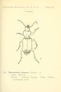 Image de Pterostichus (Argutor) vernalis (Panzer 1796)