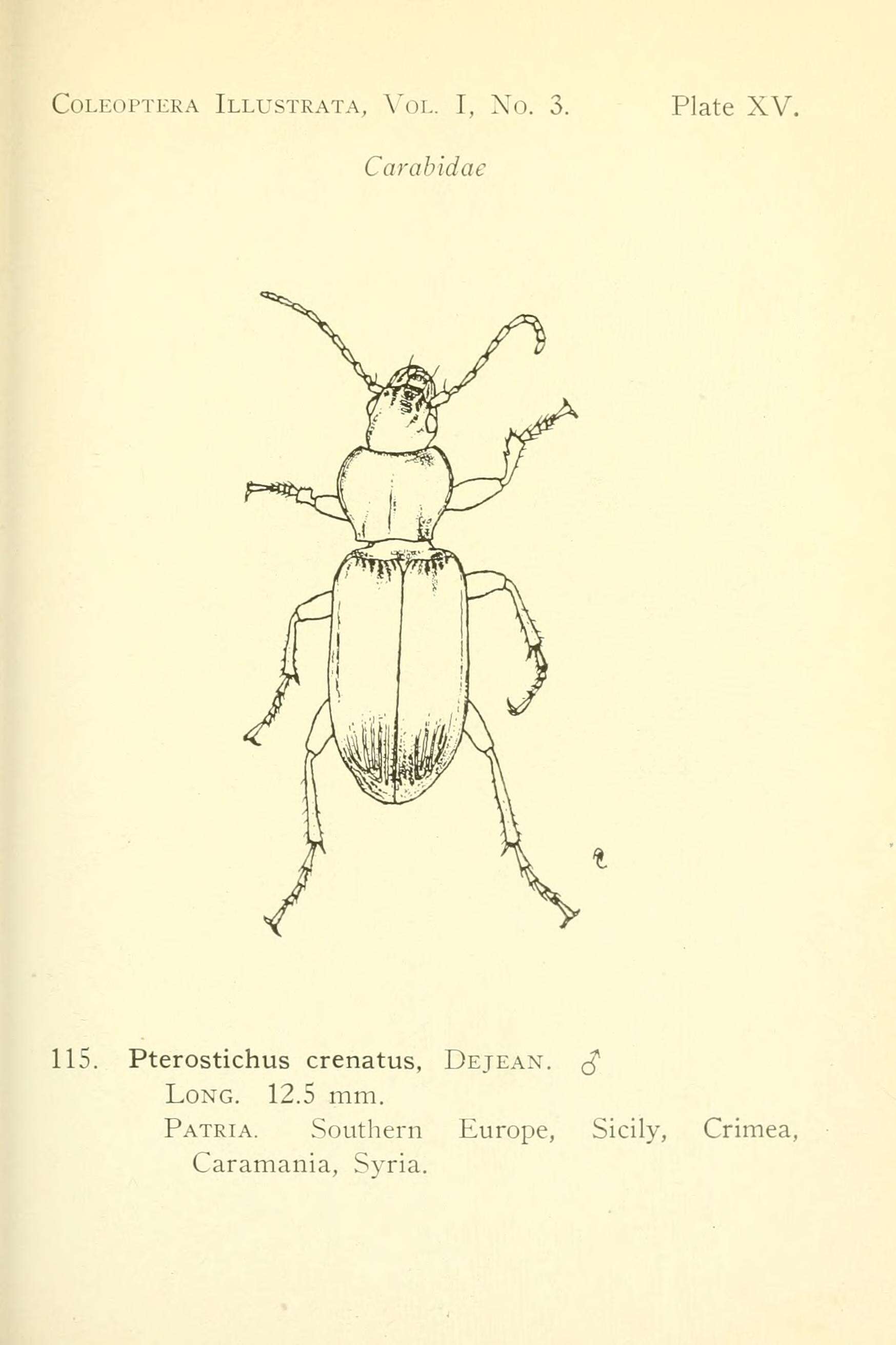 Image of Carabidae