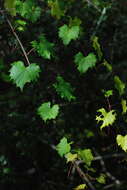 Слика од Vitis rotundifolia var. munsoniana (Simpson ex Munson) M. O. Moore