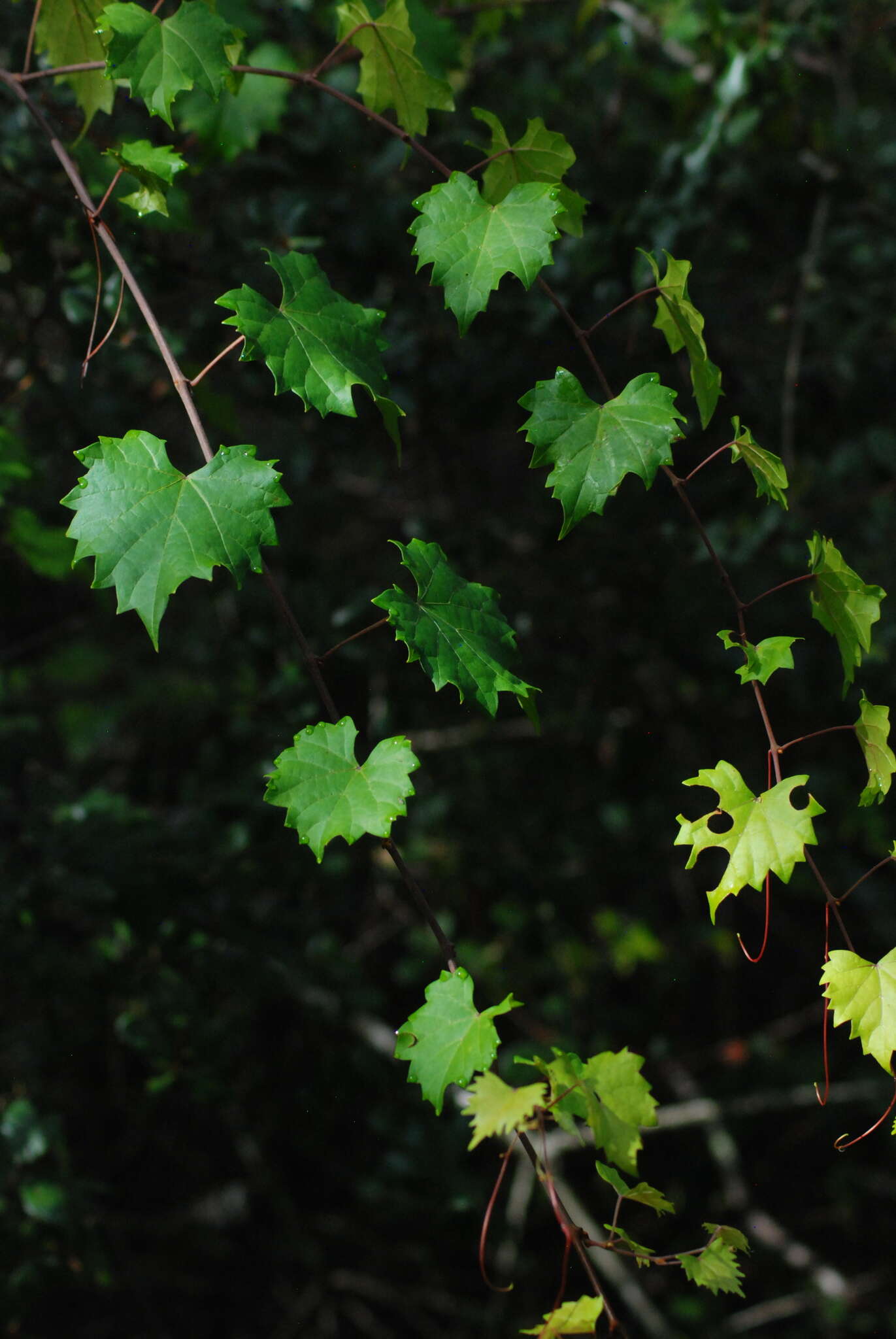 Imagem de Vitis rotundifolia var. munsoniana (Simpson ex Munson) M. O. Moore