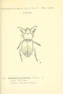 Image of Carabidae