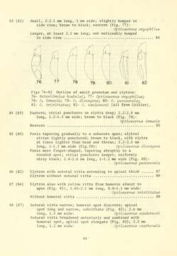 Image of riffle beetles