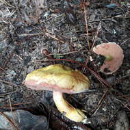 Image of Chalciporus amarellus (Quél.) Bataille