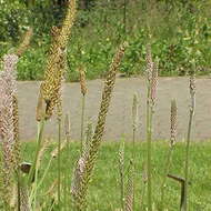 Image of Hoary Plantain