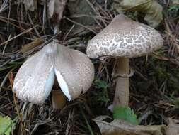 Macrolepiota mastoidea (Fr.) Singer 1951 resmi