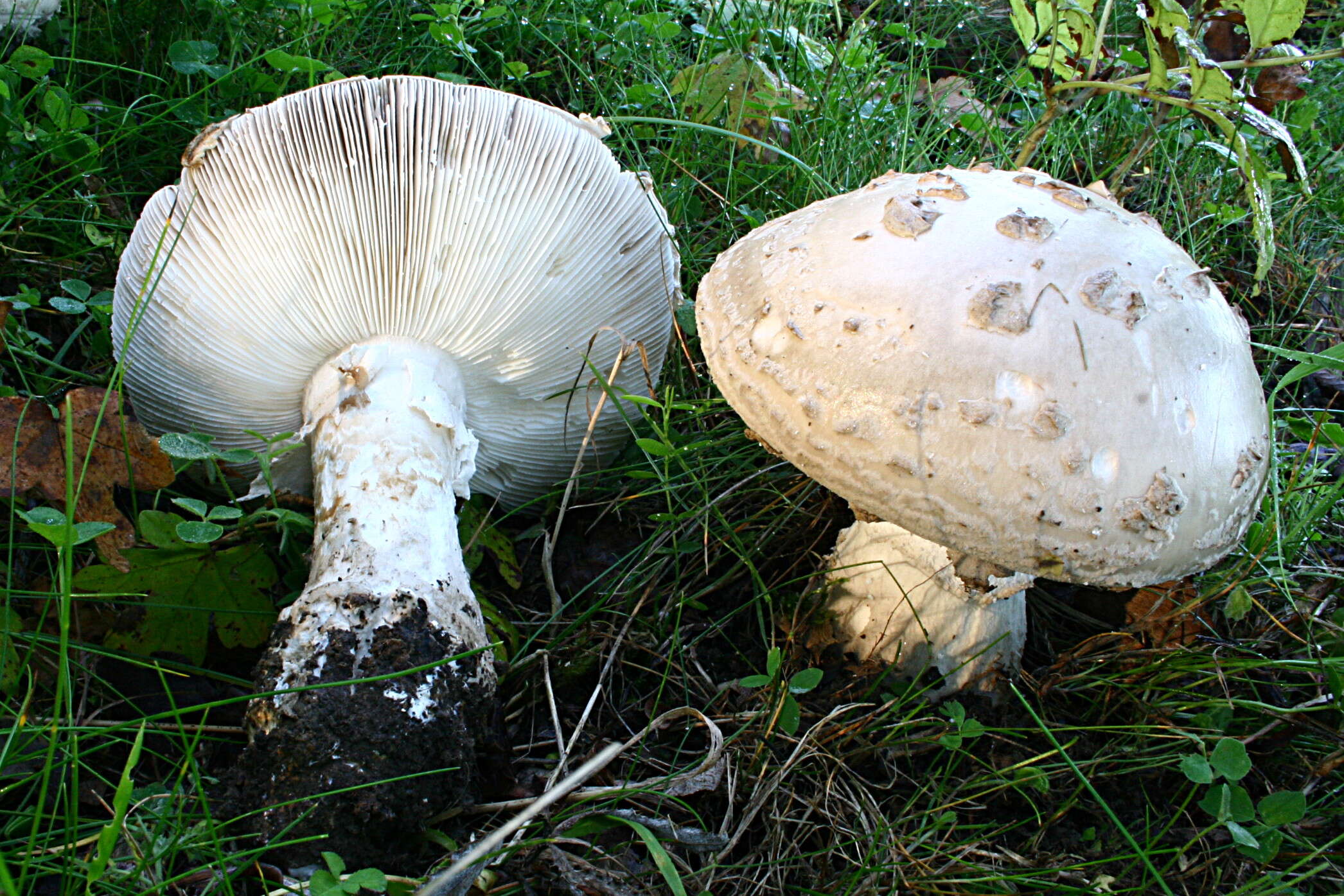 Image of Amanita strobiliformis (Paulet ex Vittad.) Bertill. 1866