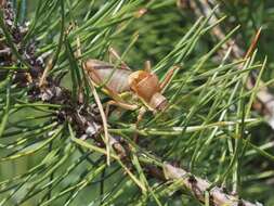 Image of saddle-backed bush-cricket