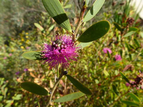 Image of Melaleuca conothamnoides C. A. Gardner