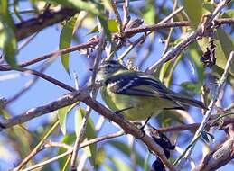 Image of Black-capped Tyrannulet