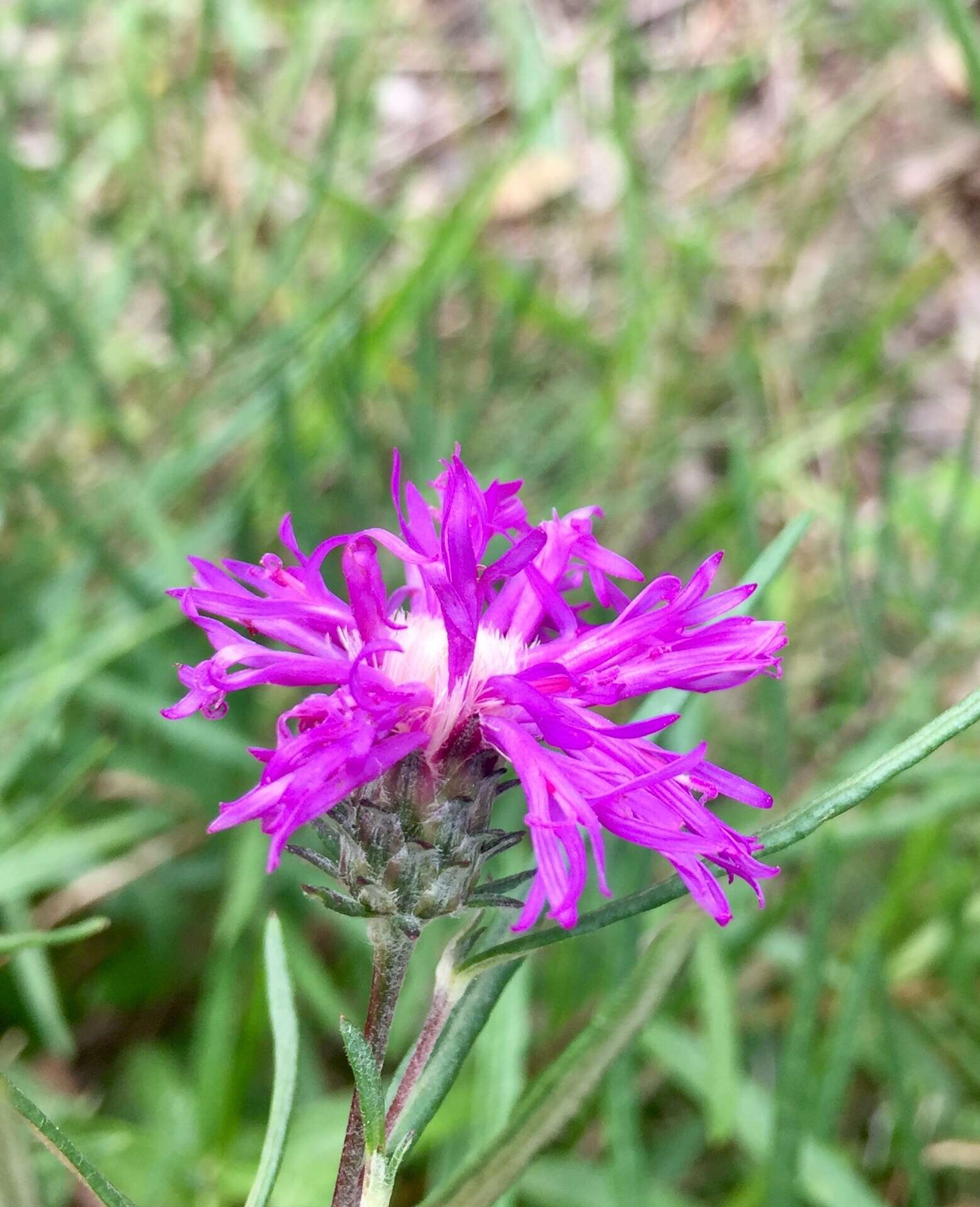 Image of <i>Lessingianthus plantaginodes</i>