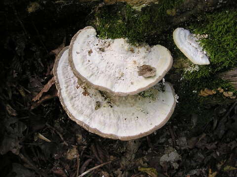 Image of Trametes gibbosa (Pers.) Fr. 1838