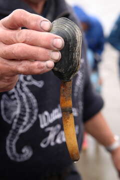 Image of Soft shelled clam