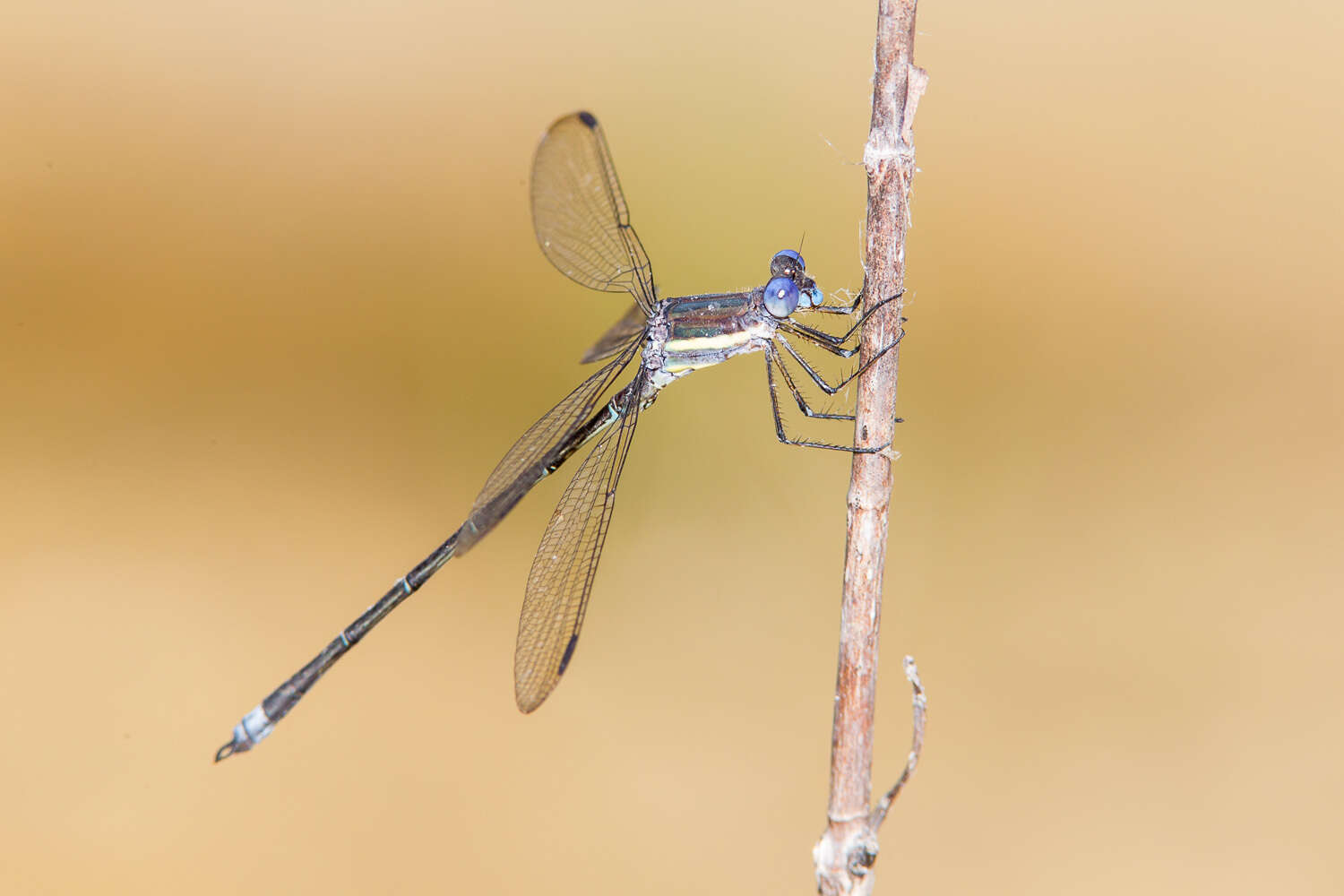 Image of Great Spreadwing