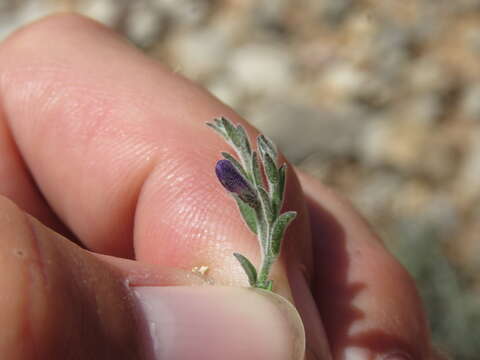 Image of glandleaf milkwort