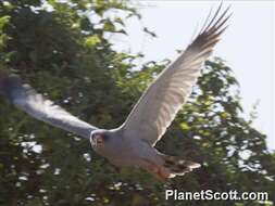 Image of Dark Chanting Goshawk