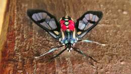 Image de Poecilosoma eone Hübner 1827