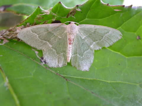 Plancia ëd Hemithea aestivaria Hübner 1789