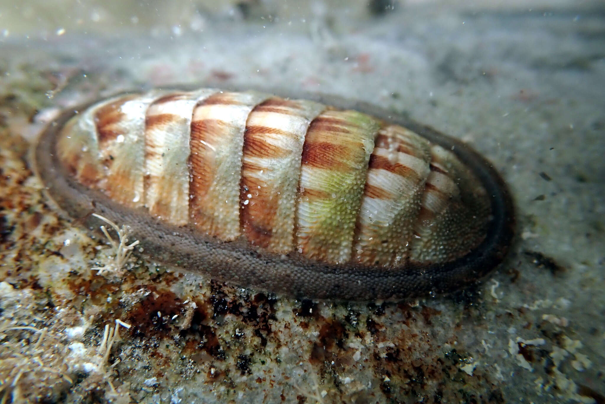 Image of contracted chiton