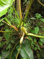 Image of Philodendron appendiculatum Nadruz & Mayo