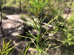 Imagem de Acacia quadrilateralis DC.