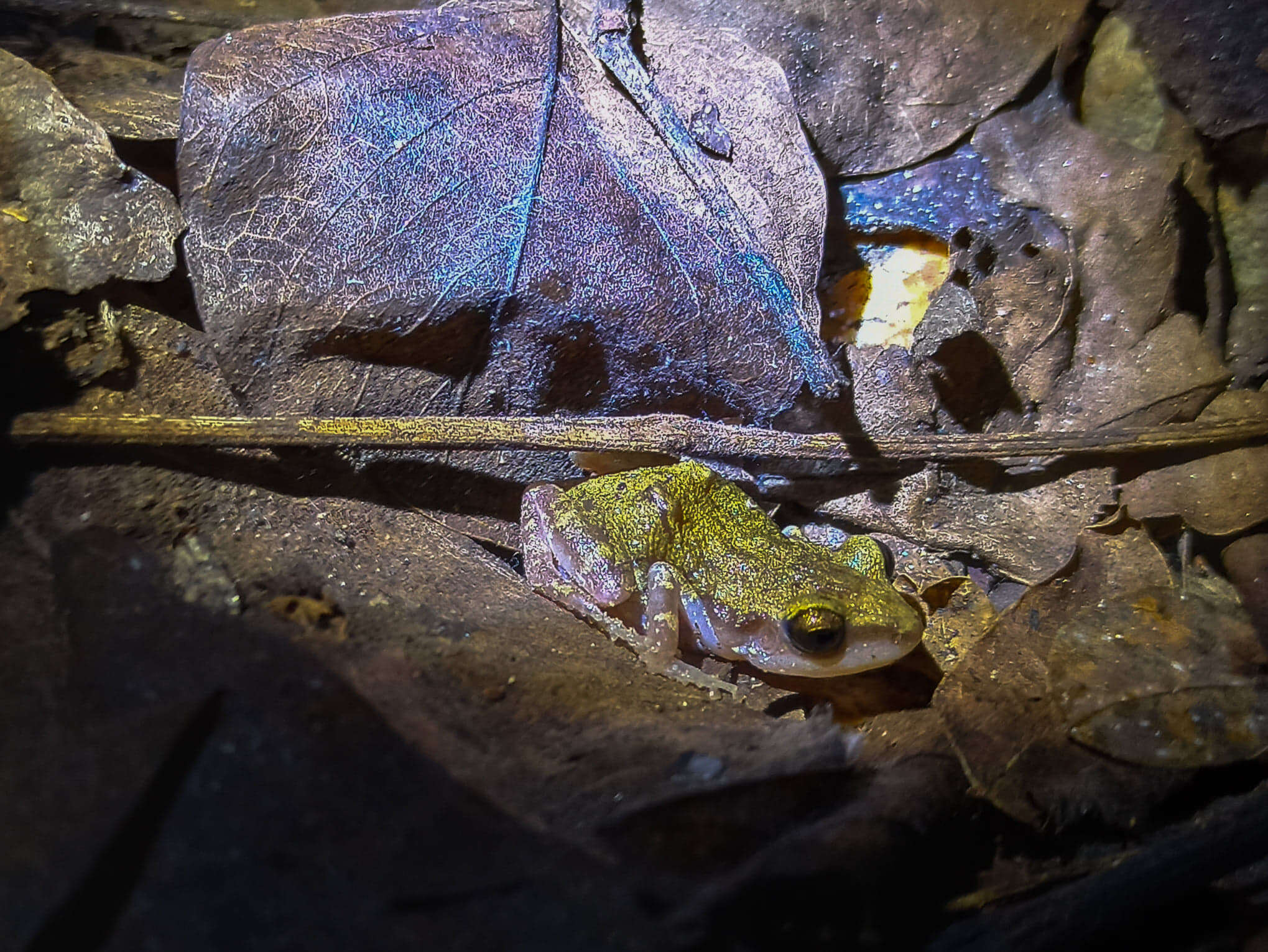 Image of Whistling Chirping Frog