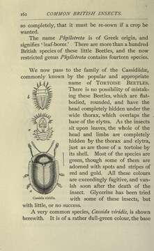 Image of Cassida (Odontionycha) viridis Linnaeus 1758