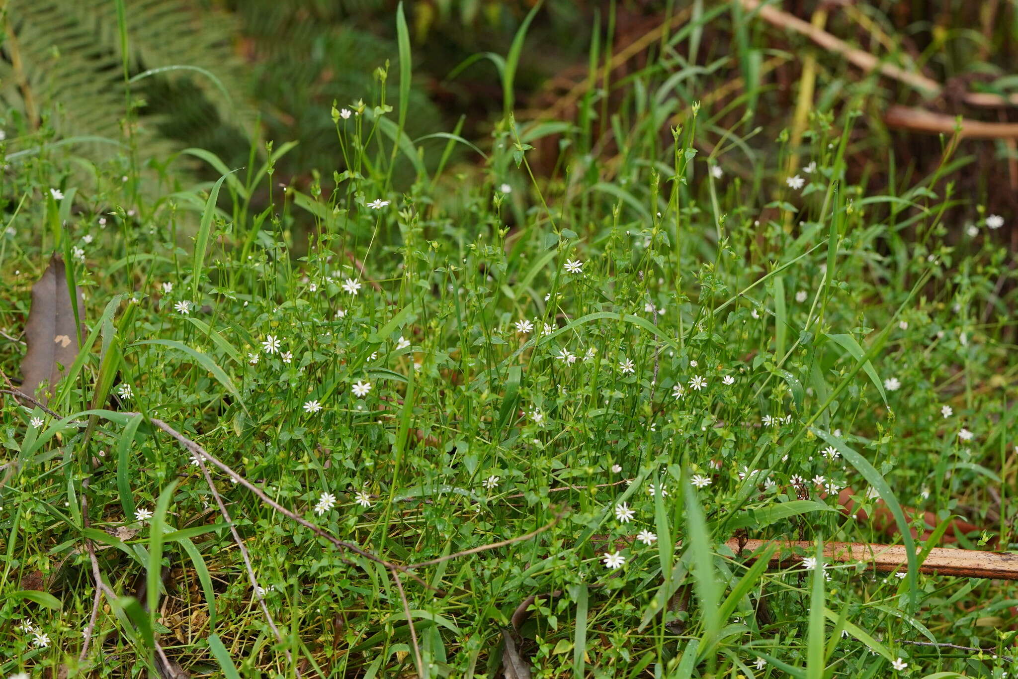 Image of Stellaria flaccida Hook.