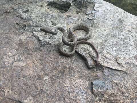 Image of Trimeresurus honsonensis (L. L. Grismer, Ngo & J. L. Grismer 2008)