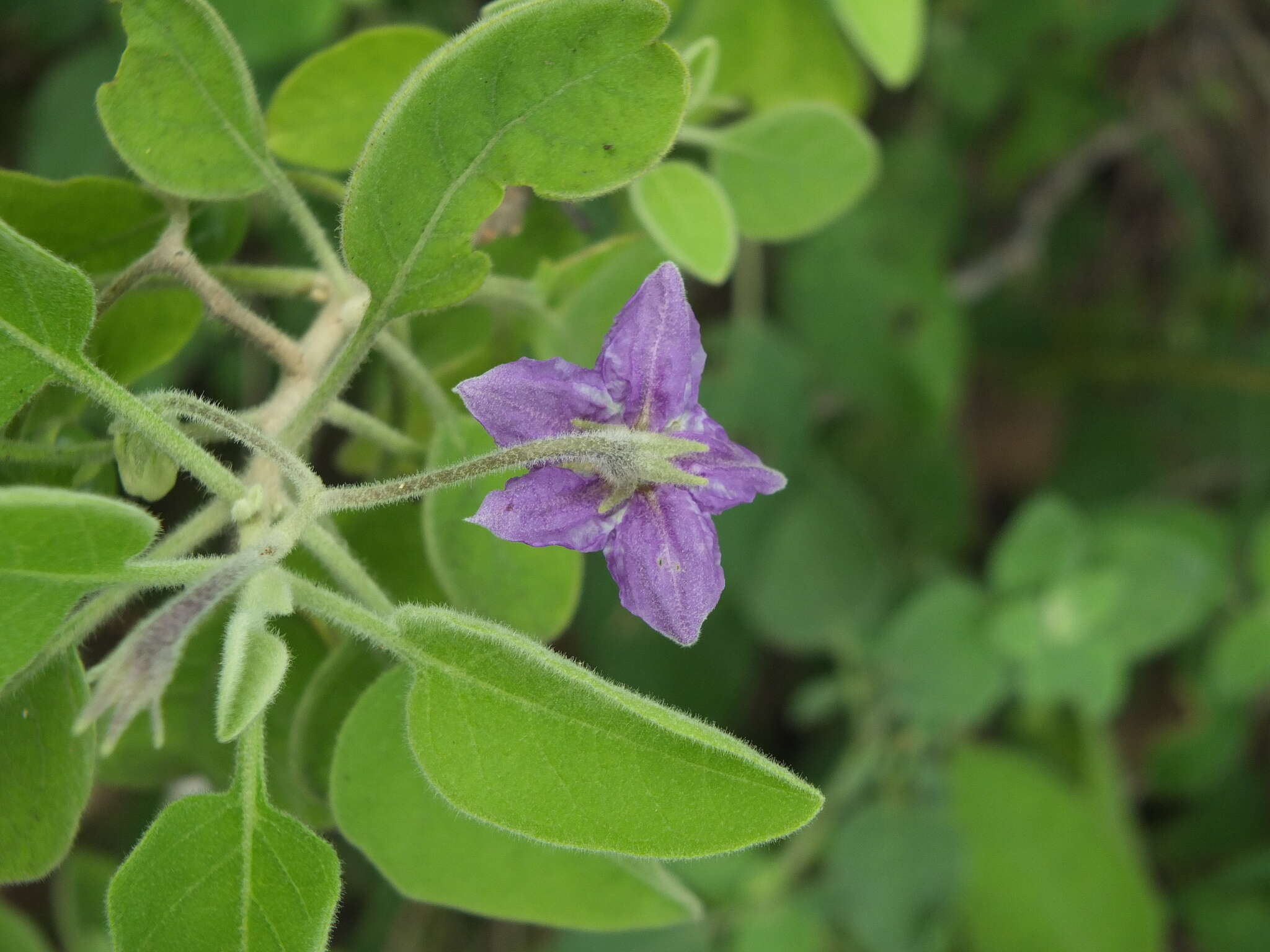 Image of Solanum pubescens Willd.