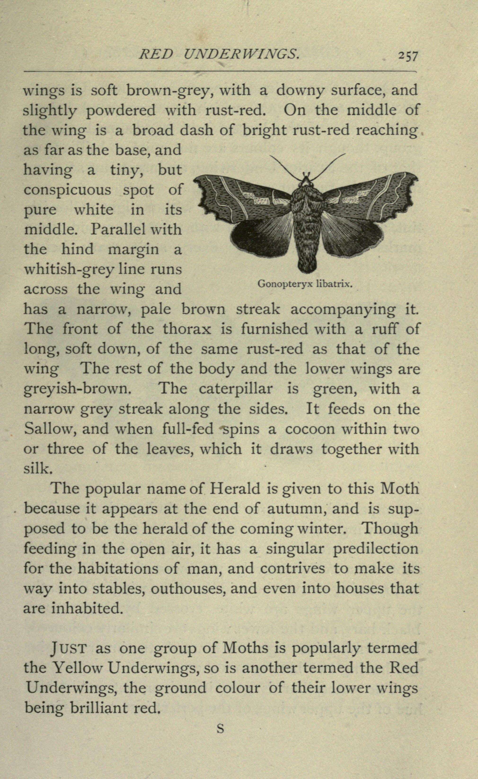 Image of Scoliopteryx Germar 1810