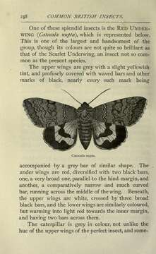 Image of red underwing