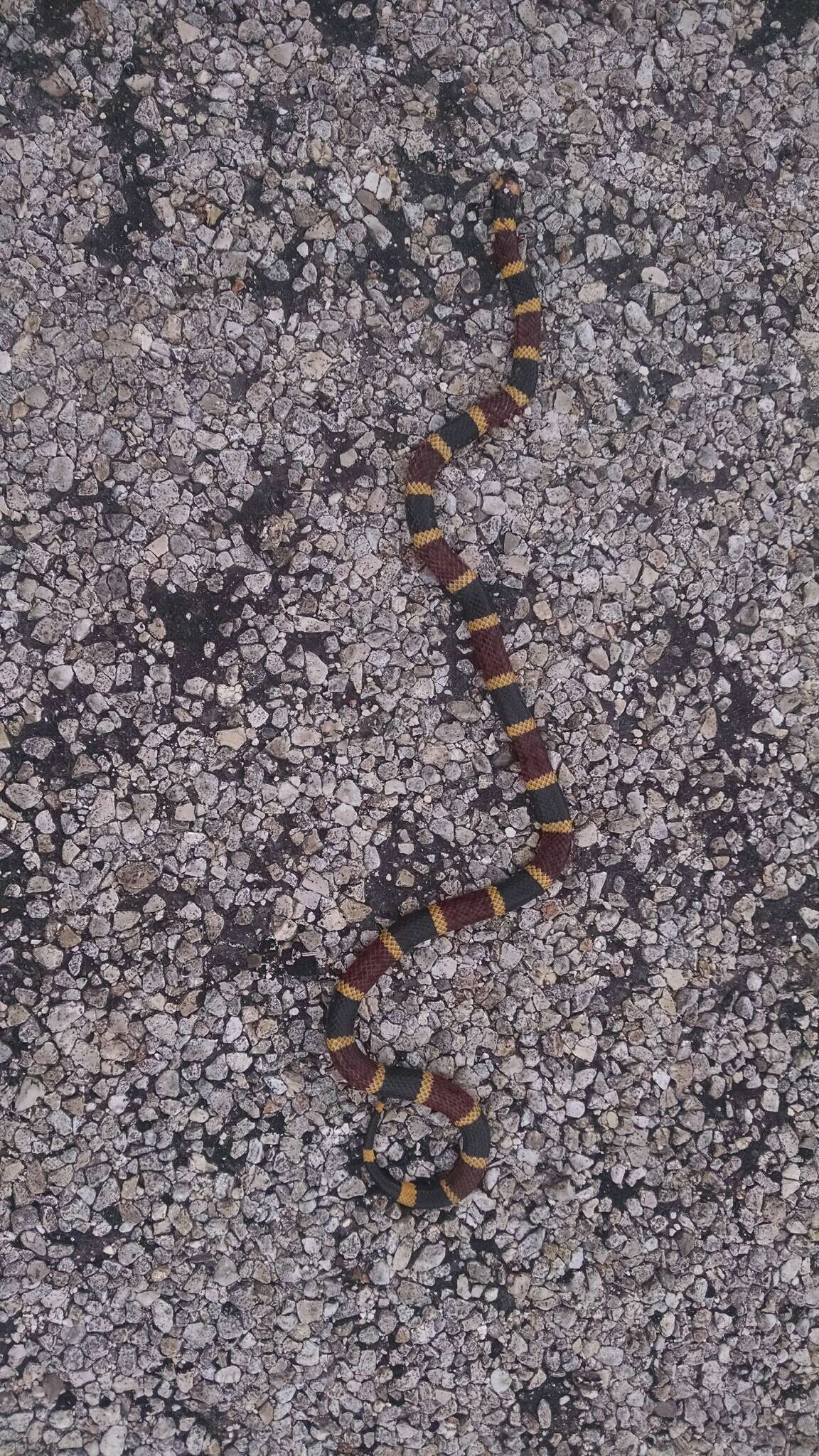 Image of Texas Coral Snake