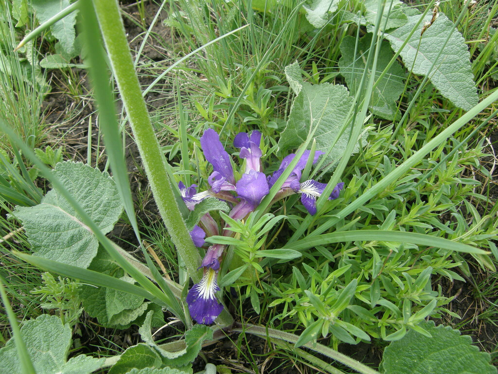 Image of Iris pontica Zapal.