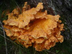 Image of Laetiporus