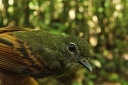 Image of Rufous-tailed Flatbill