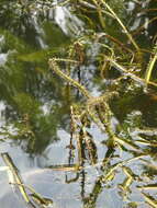 Image of Mare's Tail