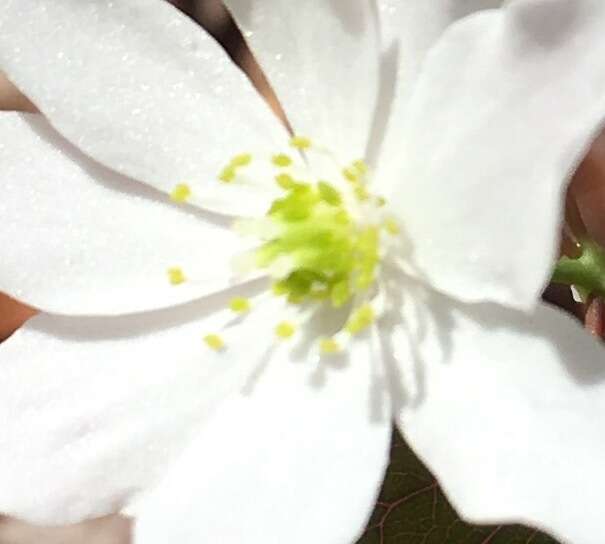 Image of Rue-Anemone