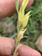 Imagem de Gladiolus pubigerus G. J. Lewis