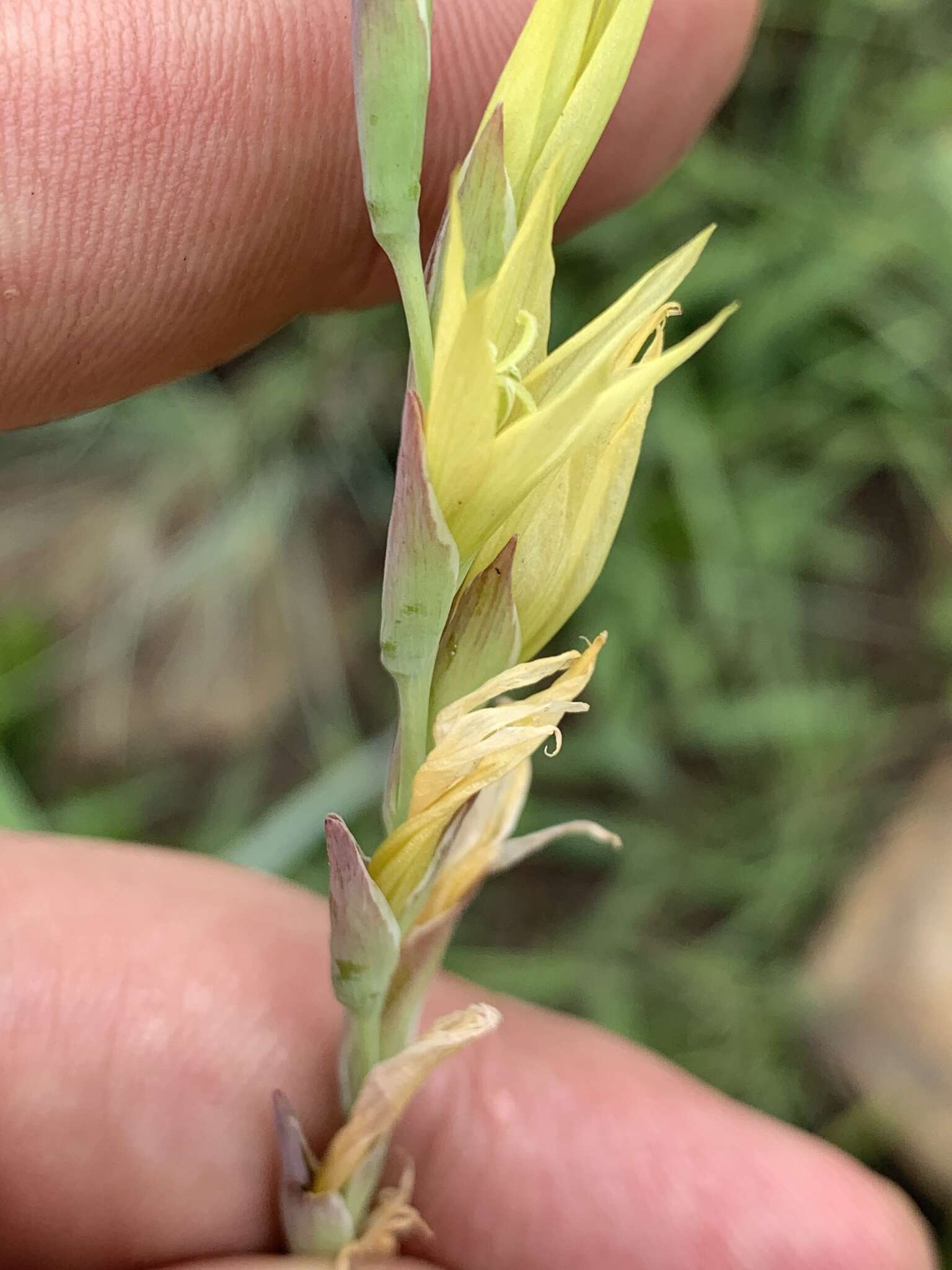 Imagem de Gladiolus pubigerus G. J. Lewis