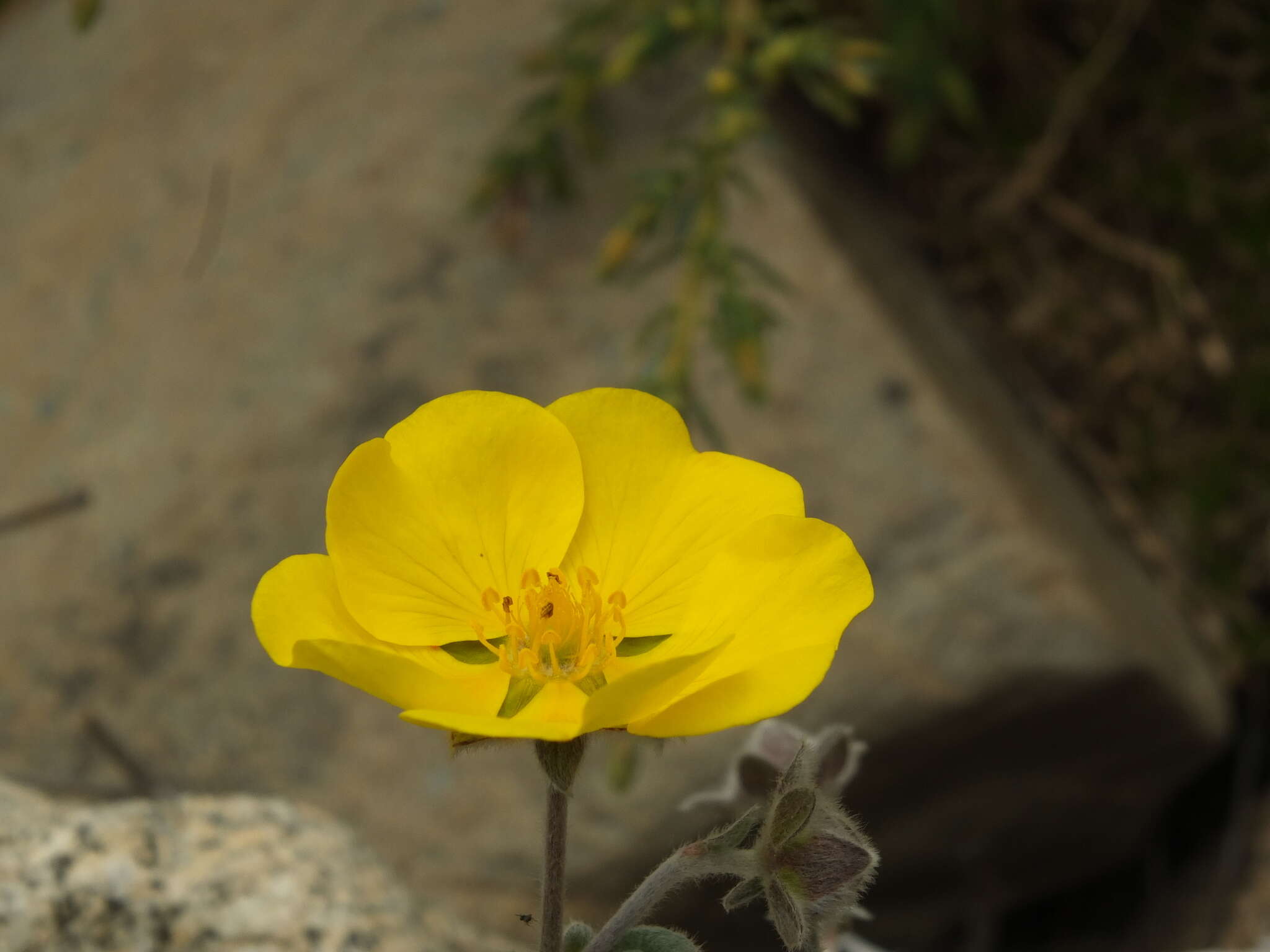 Image of Potentilla argyrophylla Wall.