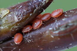 Image of early tooth-striped