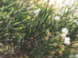 Sivun Melaleuca cucullata Turcz. kuva