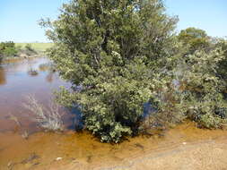 Image of Melaleuca cuticularis Labill.