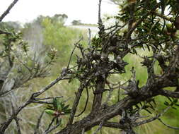 Image of Melaleuca cuticularis Labill.