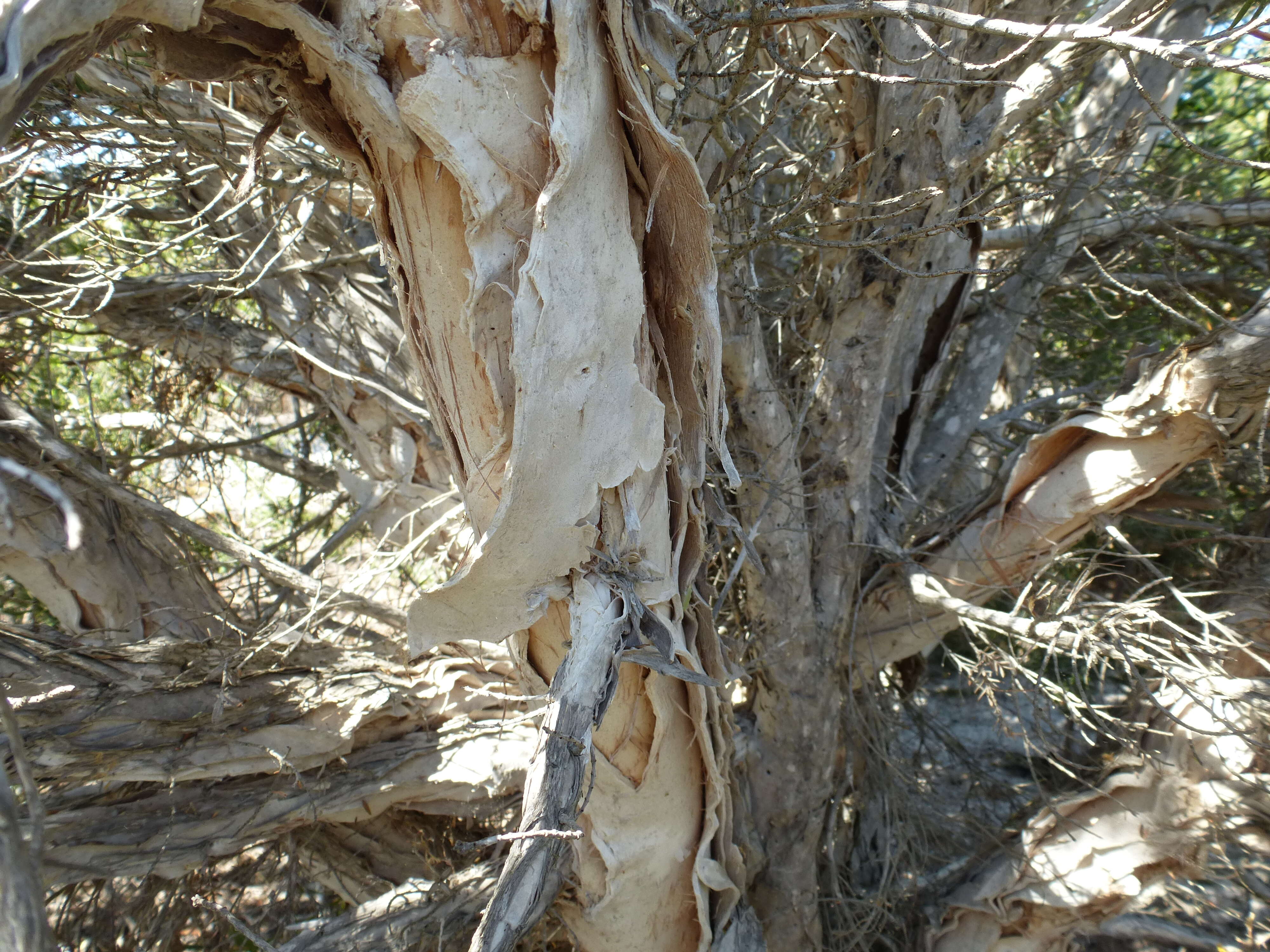 Image of Melaleuca cuticularis Labill.