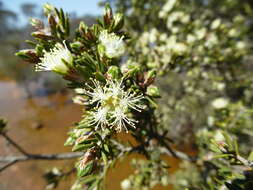 Image of Melaleuca cuticularis Labill.