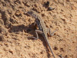 Ctenophorus fordi (Storr 1965) resmi